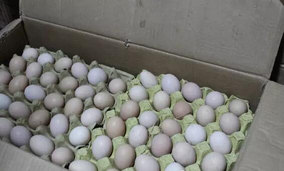 深山之蛋，嗨戰(zhàn)村淘年貨節(jié)！